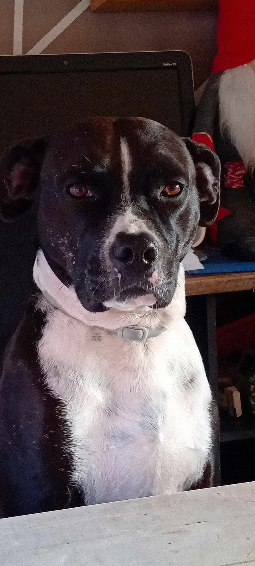 Pouf participe au concours pour gagner de l'argent avec cette photo : animal, beagle, bostonbull, boxer, bulldog, canine, computer, couch, dog, frenchbulldog, furniture, hound, machine, person, pet, pitbull, pointer, puppy, snout, spoke