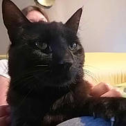 Tchoopi participe au concours pour gagner de l'argent avec cette photo : black_cat, cat, pet, animal, close_up, indoor, person, human_hand, feline, whiskers, ears, face, eyes, fur, resting, couch, home, living_room, relaxing, portrait