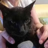 Tchoopi a rejoint le concours — aidez-le/la à gagner de superbes lots ! black_cat, cat, pet, animal, hands, person, indoor, closeup, feline, cozy, portrait, holding, domestic_cat, whiskers, ears, fur, eyes, casual_clothing, human, relaxed
