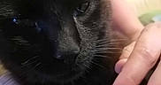 Tchoopi a rejoint le concours — aidez-le/la à gagner de superbes lots ! animal, black_cat, blurred_background, cat, close_up, companion, couch, cozy, cute, domestic, face, fur, furniture, hand, holding, indoor, person, pet, relaxing, whiskers