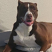 Arya is registered to the contest to win money with this photo: dog, brown, white, pet, indoor, floor, bed, relaxed, happy, canine, animal, mammal, paw, resting, smiling, domestic, companion, cute, fur, lying_down