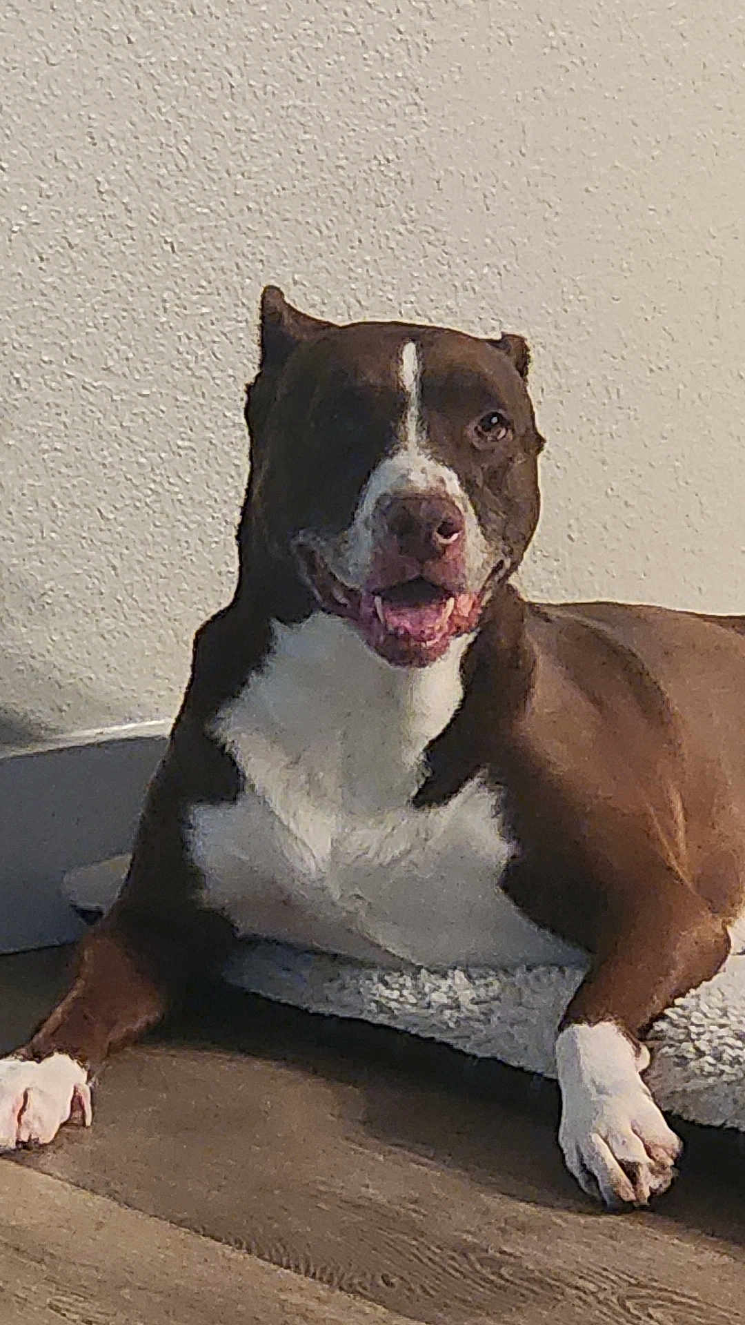 Arya is registered to the contest to win money with this photo: dog, brown, white, pet, indoor, floor, bed, relaxed, happy, canine, animal, mammal, paw, resting, smiling, domestic, companion, cute, fur, lying_down