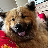 Baguera participe au concours pour gagner de l'argent avec cette photo : dog, fluffy, tongue_out, indoor, blanket, floral_pattern, furniture, happy, pet, canine, closeup, relaxed, comfortable, brown_fur, cozy, face, ears, animal, home, resting