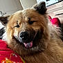 dog, fluffy, tongue_out, indoor, blanket, floral_pattern, furniture, happy, pet, canine, closeup, relaxed, comfortable, brown_fur, cozy, face, ears, animal, home, resting