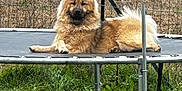 Baguera participe au concours pour gagner de l'argent avec cette photo : dog, trampoline, outdoor, grass, fence, pet, canine, fluffy, resting, nature, yard, animal, relaxation, summer, sunlight, parked_car, metal, field, garden, daytime