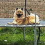 dog, trampoline, outdoor, grass, fence, pet, canine, fluffy, resting, nature, yard, animal, relaxation, summer, sunlight, parked_car, metal, field, garden, daytime
