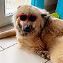 Baguera a rejoint le concours — aidez-le/la à gagner de superbes lots ! dog, sunglasses, indoor, floor, tile, window, furniture, childrens_table, relaxed, pet, brown_fur, pink, cool, animal, laying_down, domestic_animal, household, shaded_window, playroom, casual