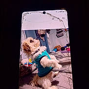 Rocky joined the competition — help win amazing prizes! dog, pet, shirt, bed, indoor, furniture, toys, blanket, white, fluffy, small_dog, standing, casual, room, phone_screen, cracked_screen, technology, cute, animal, domestic