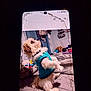 dog, pet, shirt, bed, indoor, furniture, toys, blanket, white, fluffy, small_dog, standing, casual, room, phone_screen, cracked_screen, technology, cute, animal, domestic