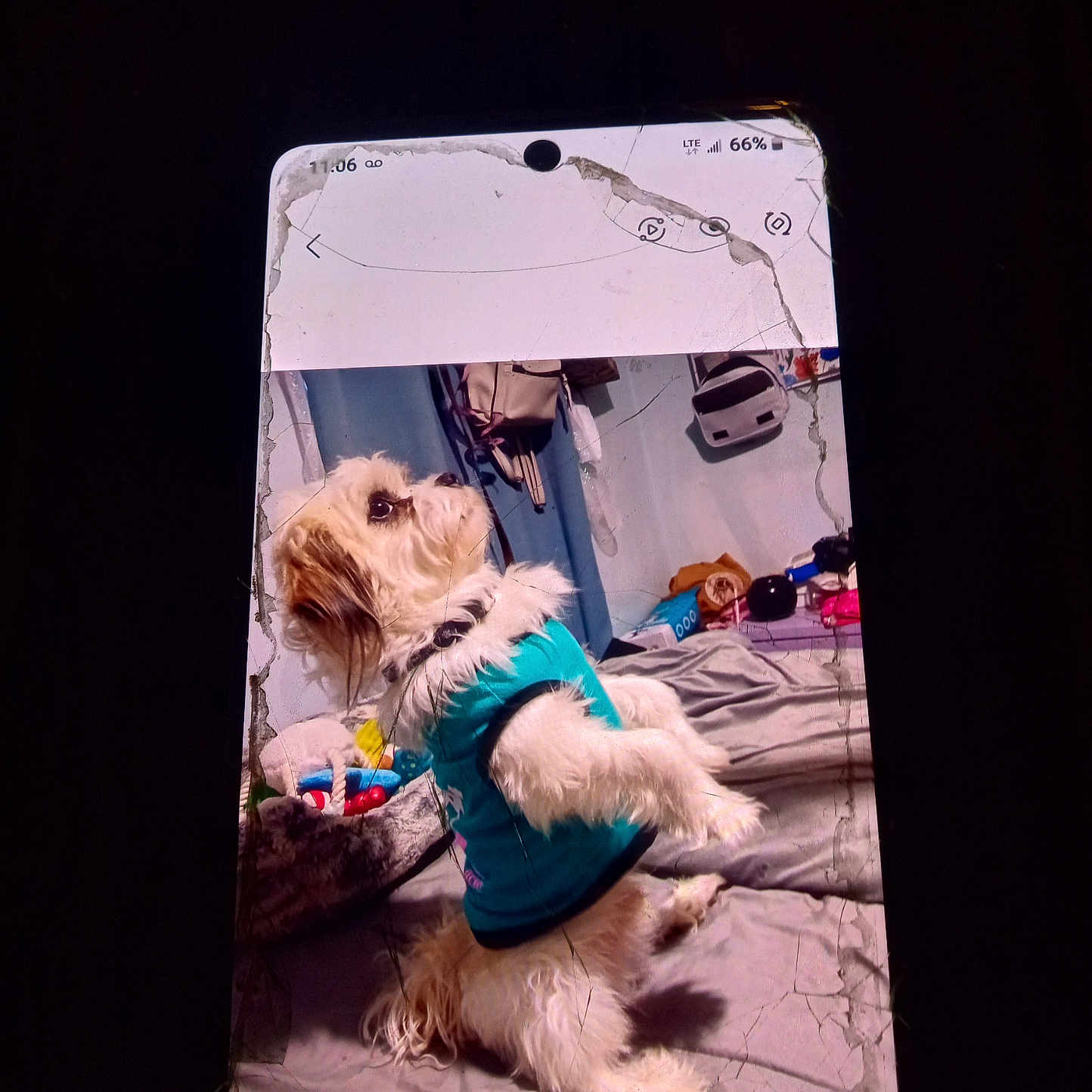 Rocky joined the competition — help win amazing prizes! animal, bed, blanket, casual, cracked_screen, cute, dog, domestic, fluffy, furniture, indoor, pet, phone_screen, room, shirt, small_dog, standing, technology, toys, white