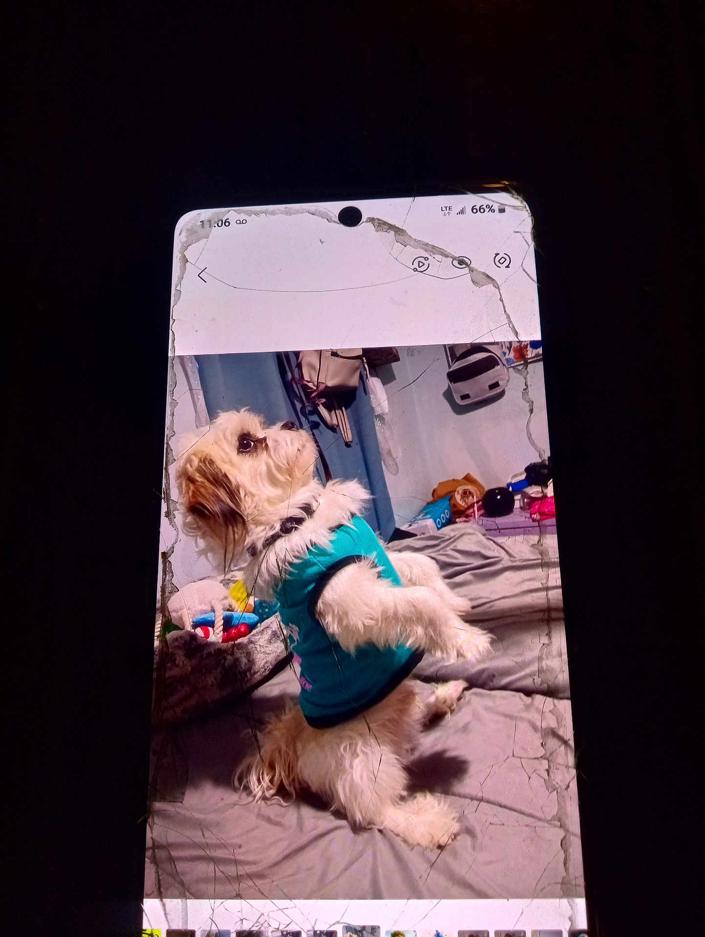 Rocky joined the competition — help win amazing prizes! dog, pet, shirt, bed, indoor, furniture, toys, blanket, white, fluffy, small_dog, standing, casual, room, phone_screen, cracked_screen, technology, cute, animal, domestic