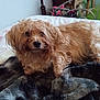 dog, bed, blanket, curly_hair, fur, pet, indoor, resting, looking_at_camera, cozy, floral_sheet, brown_dog, furniture, home, animal, cute, laying_down, soft_texture, relaxed, small_dog