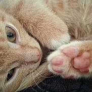 Tigger is registered to the contest to win money with this photo: cat, orange_tabby, paw, pink_paw_pads, close_up, sleepy, fur, whiskers, pet, animal, cute, cozy, resting, soft, indoor, mammal, feline, relaxed, nose, eye