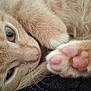 cat, orange_tabby, paw, pink_paw_pads, close_up, sleepy, fur, whiskers, pet, animal, cute, cozy, resting, soft, indoor, mammal, feline, relaxed, nose, eye