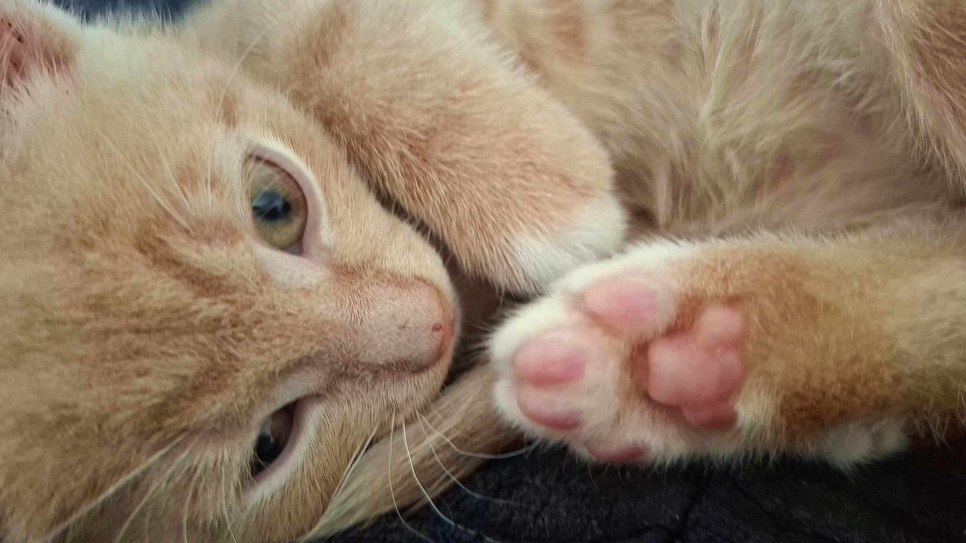 Tigger
