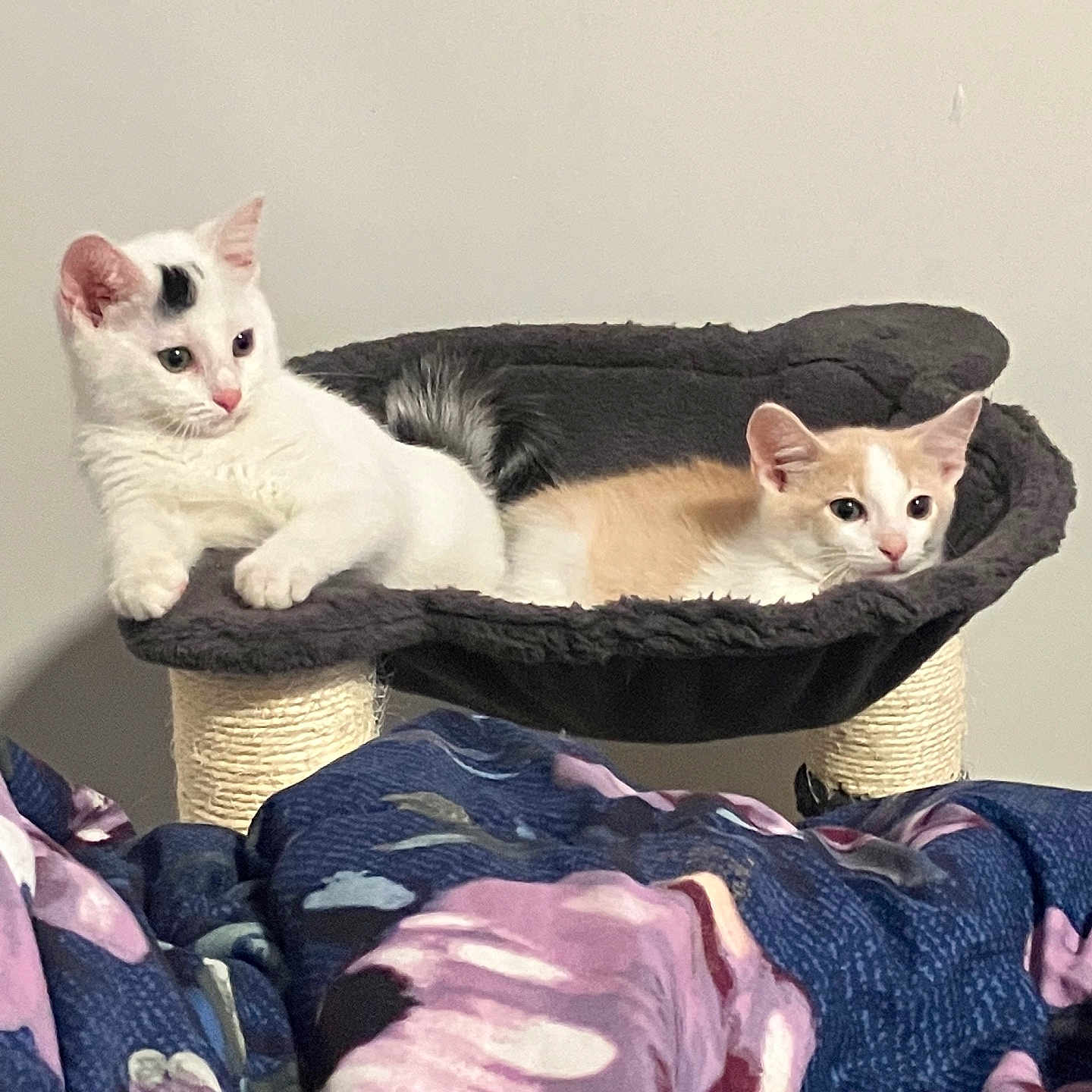 Lux And Arlo is registered to the contest to win money with this photo: animal, blanket, cat, cat_hammock, cozy, curious, cute, domestic_animal, feline, floral_pattern, fur, indoor, kitten, orange_cat, pet, relaxed, resting, sleeping, two_cats, white_cat