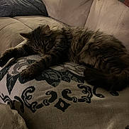 Moses is registered to the contest to win money with this photo: animal, blanket, cat, comfort, couch, cozy, cushion, domestic_animal, feline, fur, home, indoor, living_room, mammal, pattern, pet, relaxation, resting, sleeping, tabby_cat