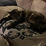animal, blanket, cat, comfort, couch, cozy, cushion, domestic_animal, feline, fur, home, indoor, living_room, mammal, pattern, pet, relaxation, resting, sleeping, tabby_cat