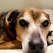 Annabelle is registered to the contest to win money with this photo: animal, blanket, brown_fur, calm, canine, close_up, companionship, cute, dog, eyes, face, fur, indoor, muzzle, nose, pet, portrait, resting, sleepy, white_fur