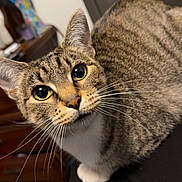 Maui is registered to the contest to win money with this photo: cat, tabby_cat, pet, indoor, feline, whiskers, curious, animal, domestic, fur, ears, eyes, face, closeup, mammal, sitting, looking, home, cozy, cute
