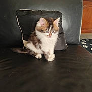 Appolo a rejoint le concours — aidez-le/la à gagner de superbes lots ! kitten, cat, furry, pet, leather_couch, black_couch, pillow, indoor, fur, small, cute, animal, whiskers, ears, tail, sitting, domestic, household, curious, tongue