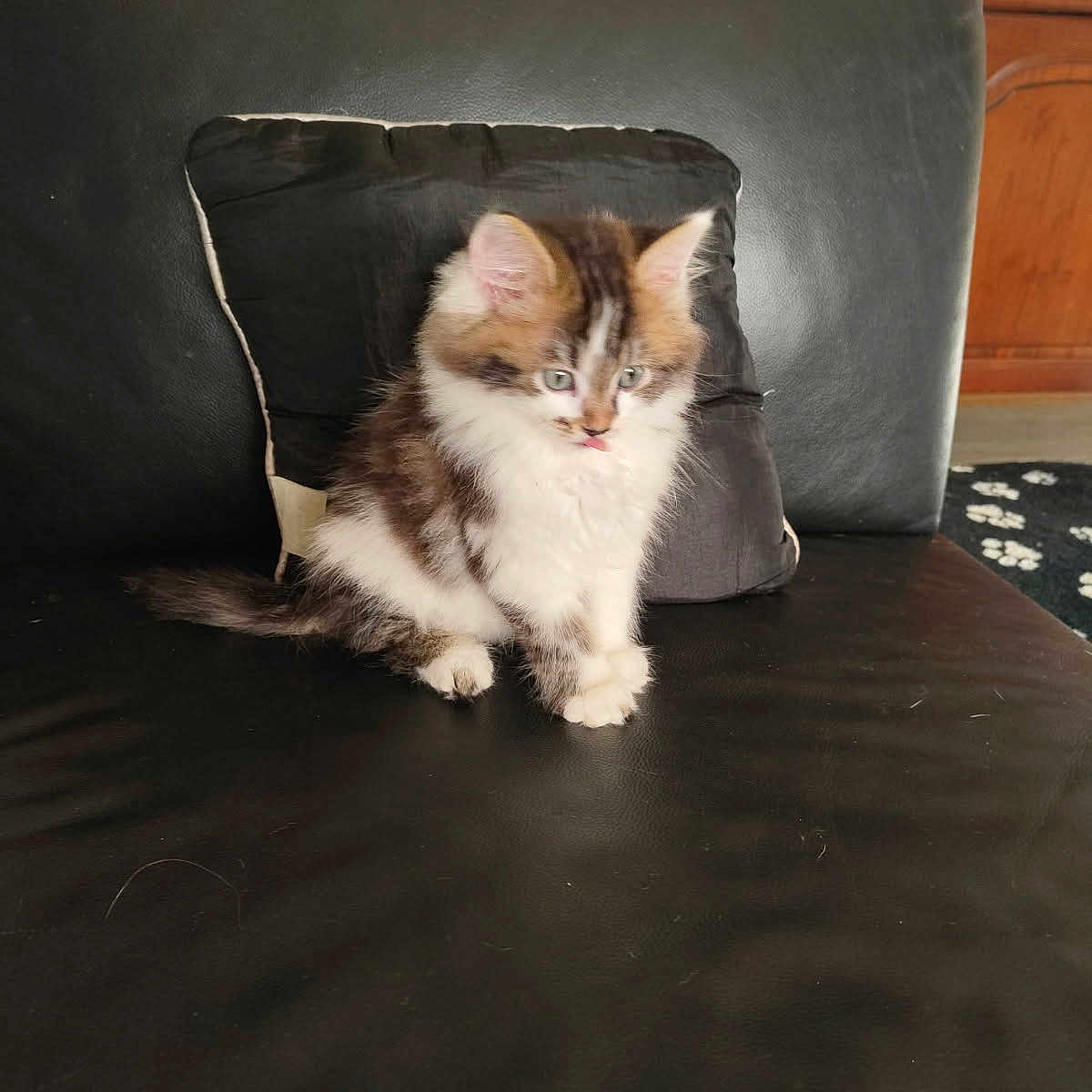 Appolo a rejoint le concours — aidez-le/la à gagner de superbes lots ! animal, black_couch, cat, curious, cute, domestic, ears, fur, furry, household, indoor, kitten, leather_couch, pet, pillow, sitting, small, tail, tongue, whiskers