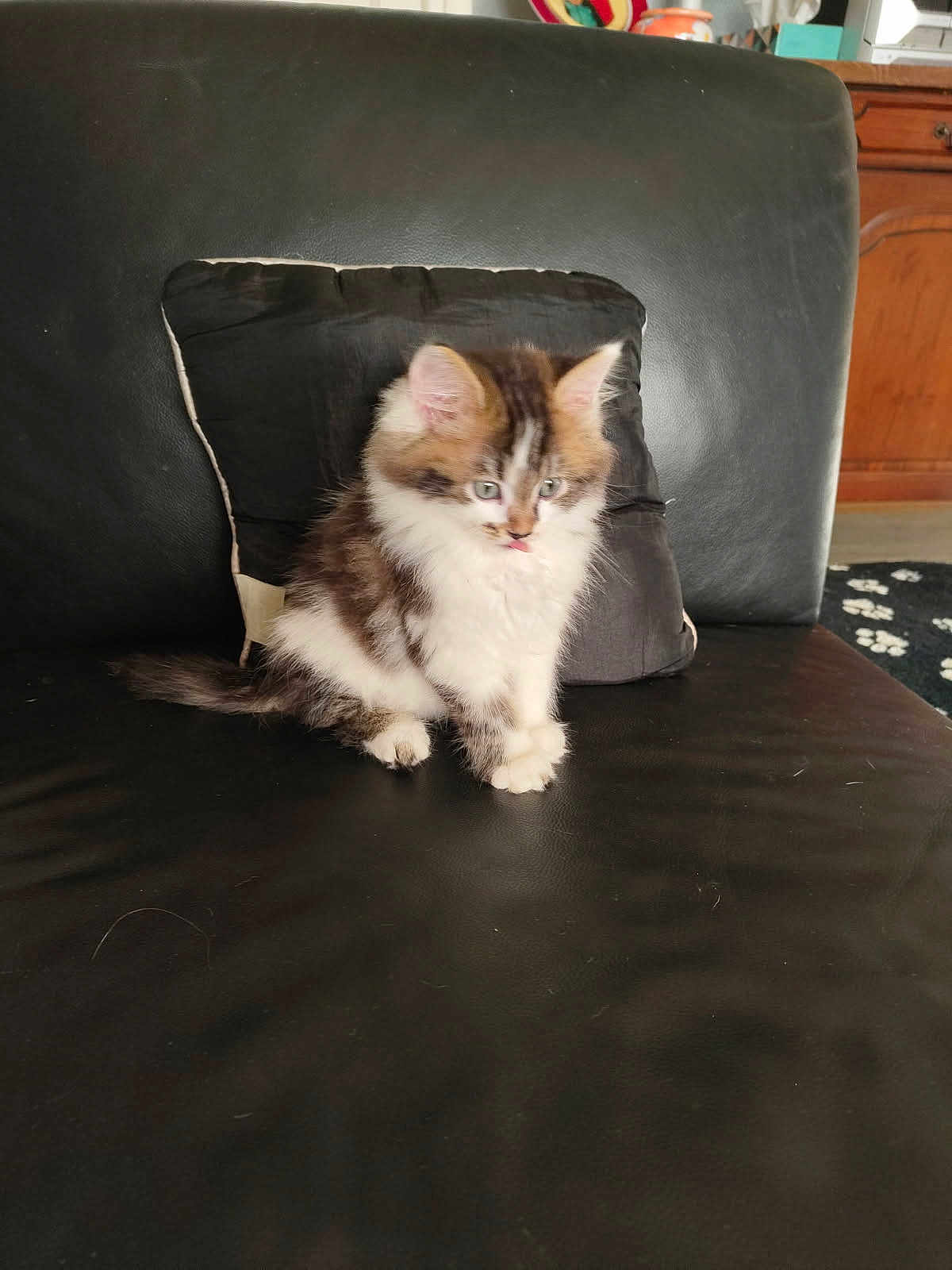 Appolo a rejoint le concours — aidez-le/la à gagner de superbes lots ! kitten, cat, furry, pet, leather_couch, black_couch, pillow, indoor, fur, small, cute, animal, whiskers, ears, tail, sitting, domestic, household, curious, tongue