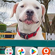 Nyx a rejoint le concours — aidez-le/la à gagner de superbes lots ! dog, white_dog, pet, outdoor, fence, collar, tree, suburb, house, canine, animal, portrait, calm, pet_accessory, nature, quiet, watchful, daytime, close_up, muzzle