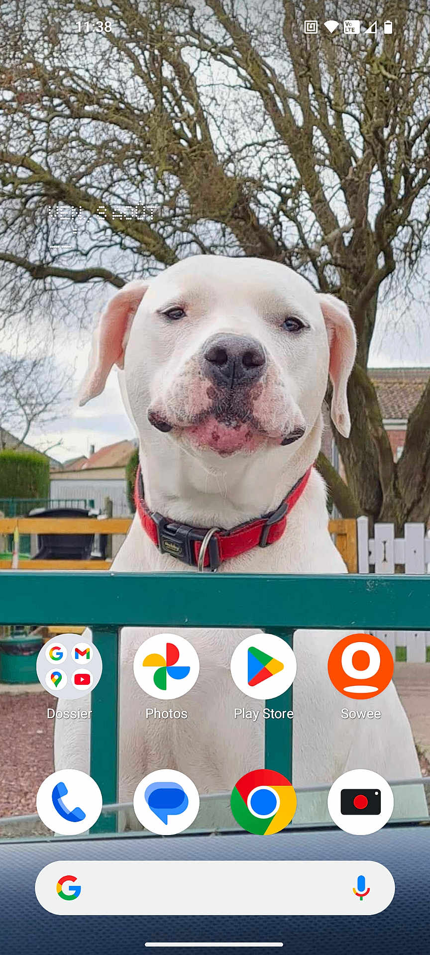 Nyx a rejoint le concours — aidez-le/la à gagner de superbes lots ! dog, white_dog, pet, outdoor, fence, collar, tree, suburb, house, canine, animal, portrait, calm, pet_accessory, nature, quiet, watchful, daytime, close_up, muzzle