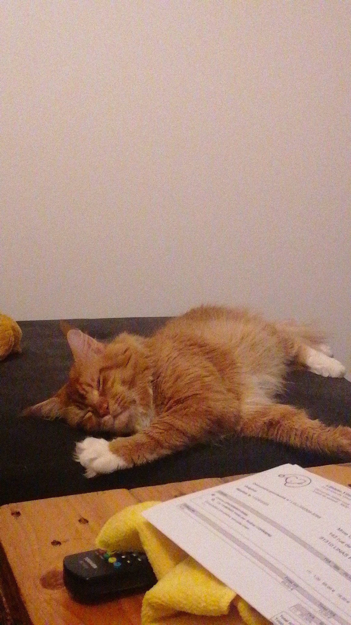 Rio participe au concours pour gagner de l'argent avec cette photo : carnivore, cat, claw, comfort, domestic_short_haired_cat, fawn, felidae, fur, handwriting, nap, office_equipment, office_supplies, paper, paper_product, paw, room, small_to_medium_sized_cats, tail, whiskers, wood