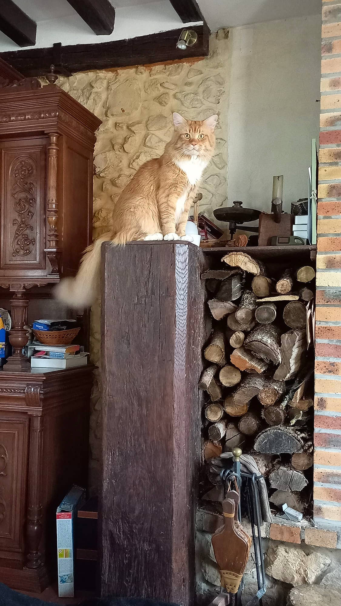 Rio a rejoint le concours — aidez-le/la à gagner de superbes lots ! brick, cabinetry, carnivore, cat, cat_supply, cupboard, drawer, fawn, felidae, fur, gas, hardwood, logging, lumber, room, small_to_medium_sized_cats, tail, vertebrate, whiskers, wood