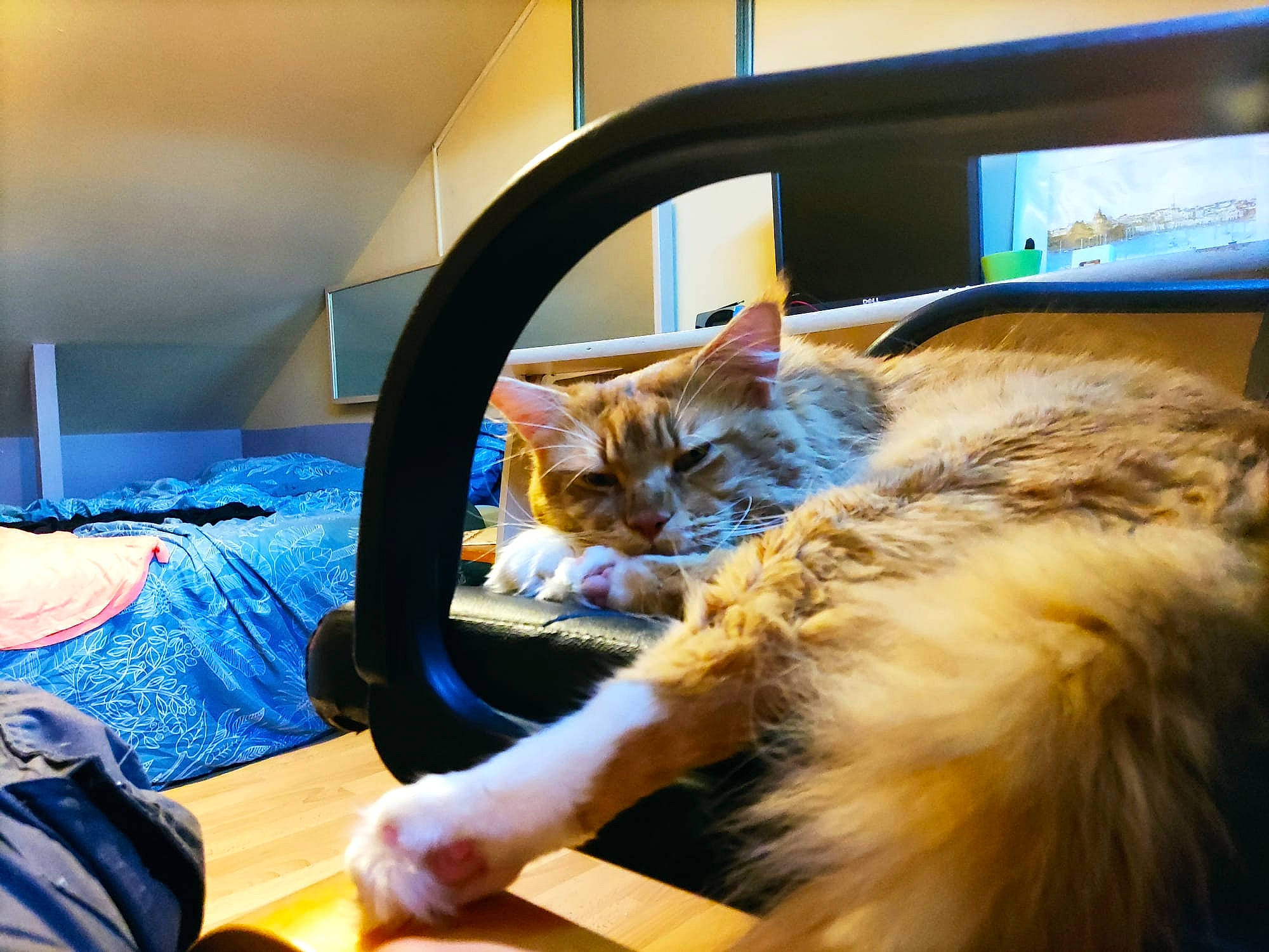 Rio participe au concours pour gagner de l'argent avec cette photo : box, carnivore, cat, comfort, companion_dog, domestic_short_haired_cat, felidae, fur, lap, maine_coon, paw, room, sitting, small_to_medium_sized_cats, whiskers, wood