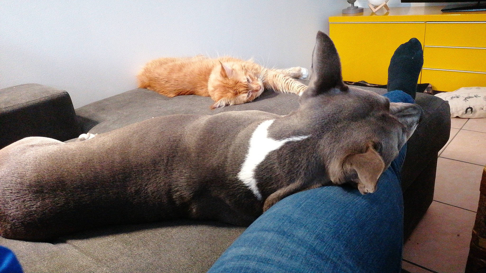 Loona participe au concours pour gagner de l'argent avec cette photo : canidae, carnivore, cat, comfort, companion_dog, couch, dog_breed, domestic_short_haired_cat, fawn, felidae, flooring, fur, linens, paw, room, small_to_medium_sized_cats, snout, sporting_group, tail, whiskers