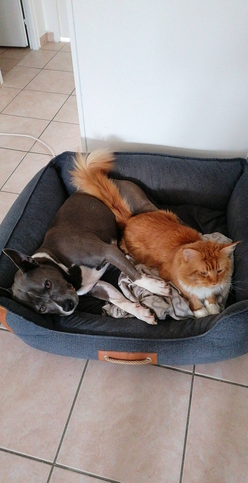 Loona a rejoint le concours — aidez-le/la à gagner de superbes lots ! canidae, carnivore, cat, claw, comfort, companion_dog, dog_breed, domestic_short_haired_cat, fawn, felidae, fur, hardwood, luggage_and_bags, nap, pet_supply, small_to_medium_sized_cats, sporting_group, tail, whiskers, wood