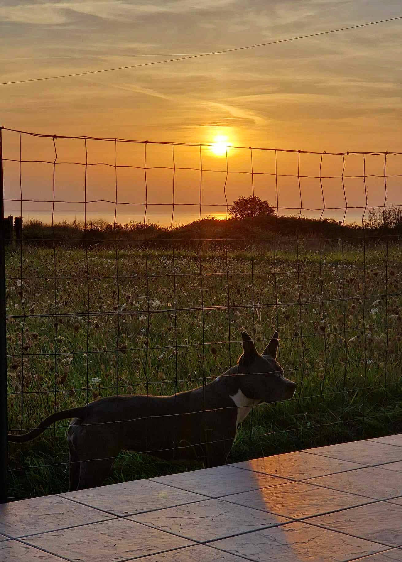 Loona a rejoint le concours — aidez-le/la à gagner de superbes lots ! afterglow, atmosphere, carnivore, cloud, dog, dusk, fawn, fence, grass, horizon, landscape, light, plant, sky, sunlight, sunrise, sunset, tints_and_shades, wire_fencing, wood