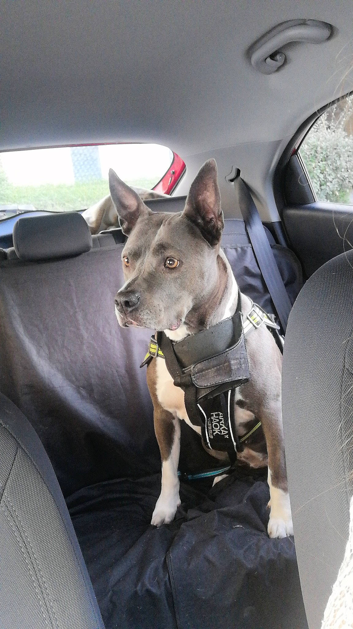 Loona participe au concours pour gagner de l'argent avec cette photo : auto_part, canidae, car, car_seat, car_seat_cover, carnivore, companion_dog, dog, dog_breed, family_car, fawn, motor_vehicle, snout, sporting_group, steering_wheel, vehicle, vehicle_door, window, windshield, working_animal