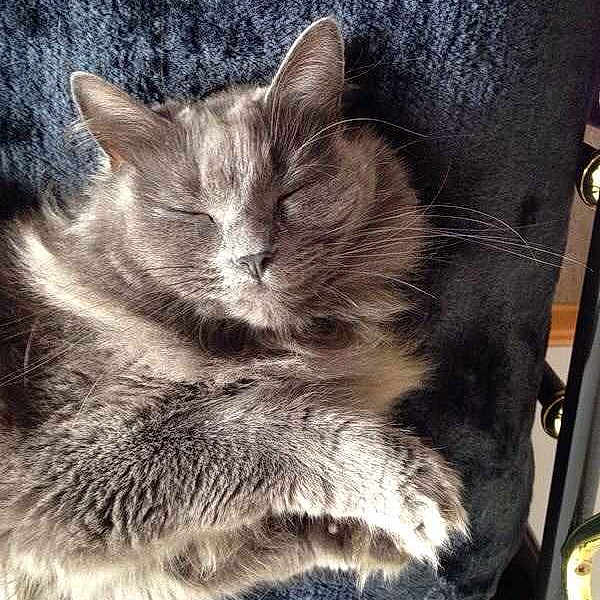 Poppy is registered to the contest to win money with this photo: