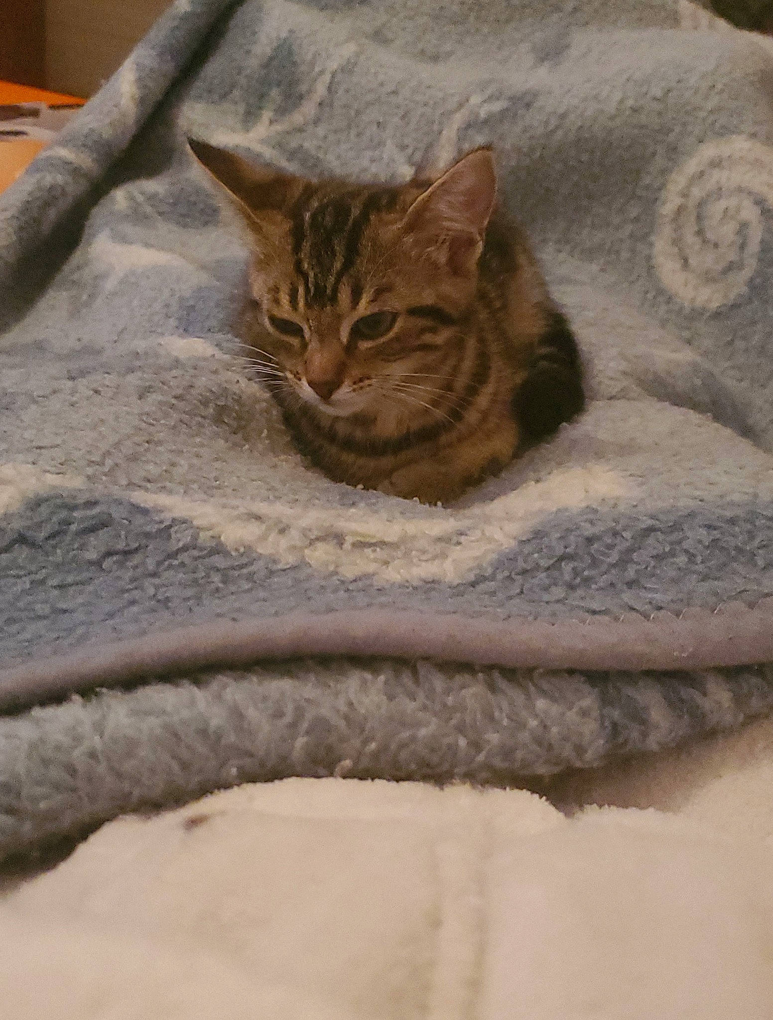 Nalha participe au concours pour gagner de l'argent avec cette photo : beige, carnivore, cat, cat_bed, cat_supply, comfort, domestic_short_haired_cat, fawn, felidae, fur, grey, linens, sand, small_to_medium_sized_cats, snout, tail, terrestrial_animal, textile, whiskers, wood