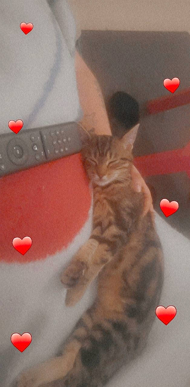 Nalha participe au concours pour gagner de l'argent avec cette photo : box, carmine, carnivore, cat, claw, domestic_short_haired_cat, felidae, flooring, font, fur, orange, paw, photo_caption, pink, remote_control, room, small_to_medium_sized_cats, tail, whiskers