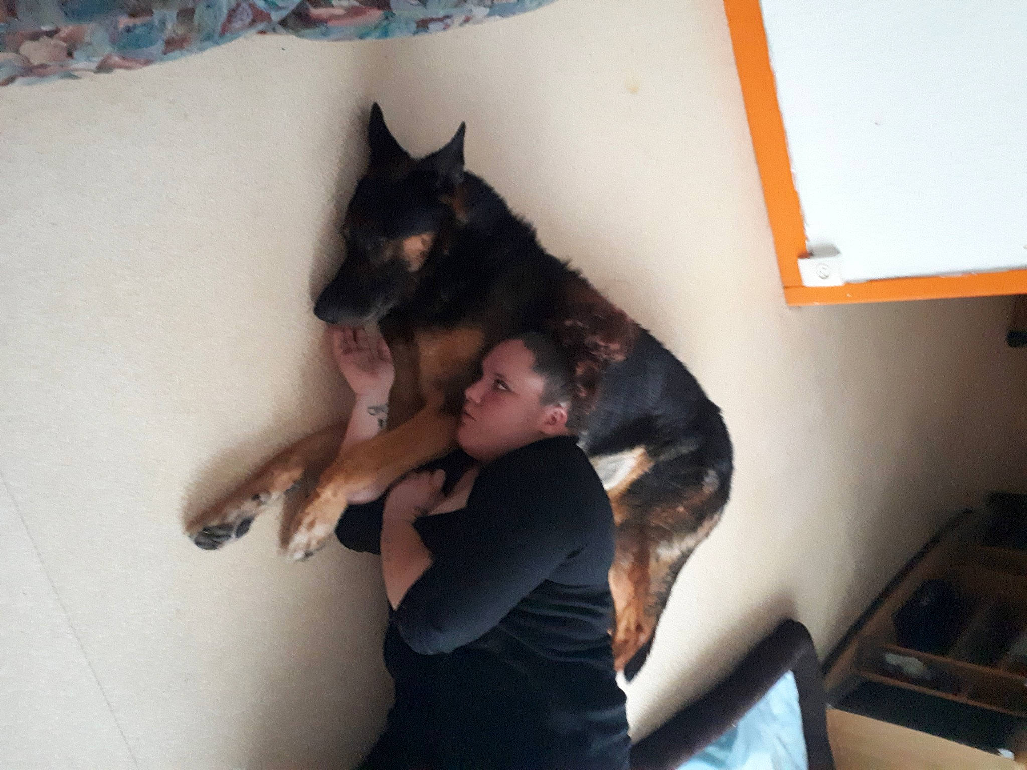 Tyson participe au concours pour gagner de l'argent avec cette photo : beauceron, bohemian_shepherd, canidae, carnivore, dobermann, dog, dog_breed, ear, east_european_shepherd, german_shepherd_dog, guard_dog, king_shepherd, mammal, miniature_pinscher, pinscher, vertebrate, wolfdog, working_dog