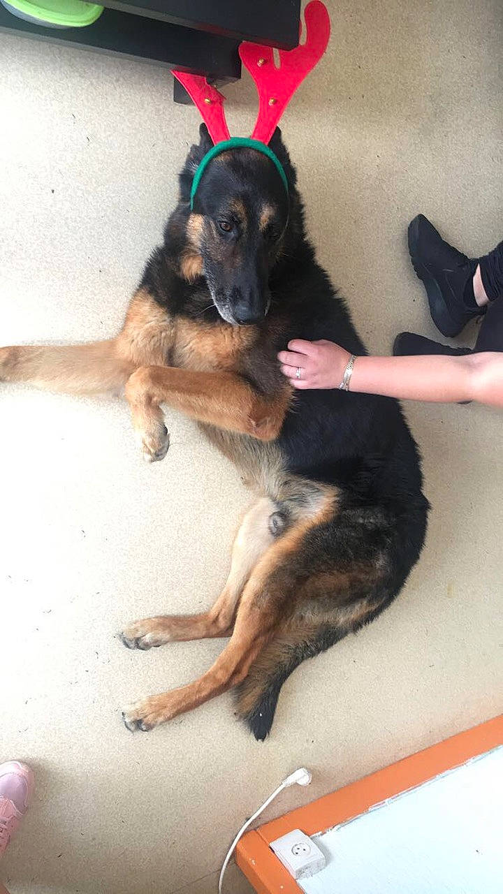 Tyson participe au concours pour gagner de l'argent avec cette photo : canidae, carnivore, dog, dog_breed, fawn, german_shepherd_dog, king_shepherd, mammal, puppy, rare_breed_dog, sporting_group, vertebrate, working_dog