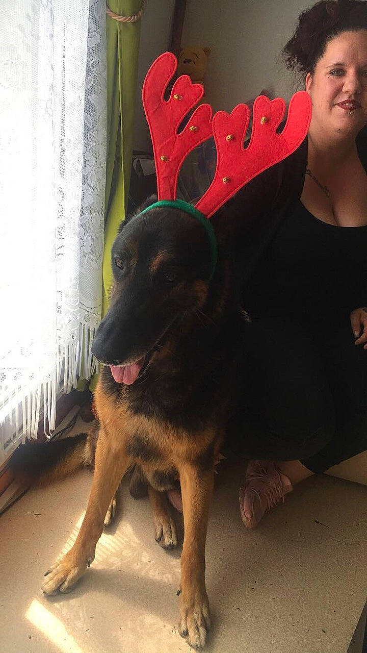 Tyson participe au concours pour gagner de l'argent avec cette photo : canidae, carnivore, dog, dog_breed, ear, fawn, german_shepherd_dog, guard_dog, photography, selfie, working_dog