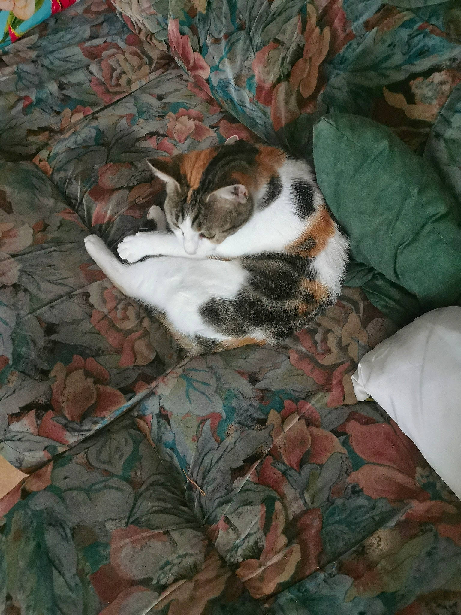 Calyne a rejoint le concours — aidez-le/la à gagner de superbes lots ! camouflage, canidae, carnivore, cat, european_shorthair, felidae, kitten, military_camouflage, nap, sleep, small_to_medium_sized_cats, sporting_group