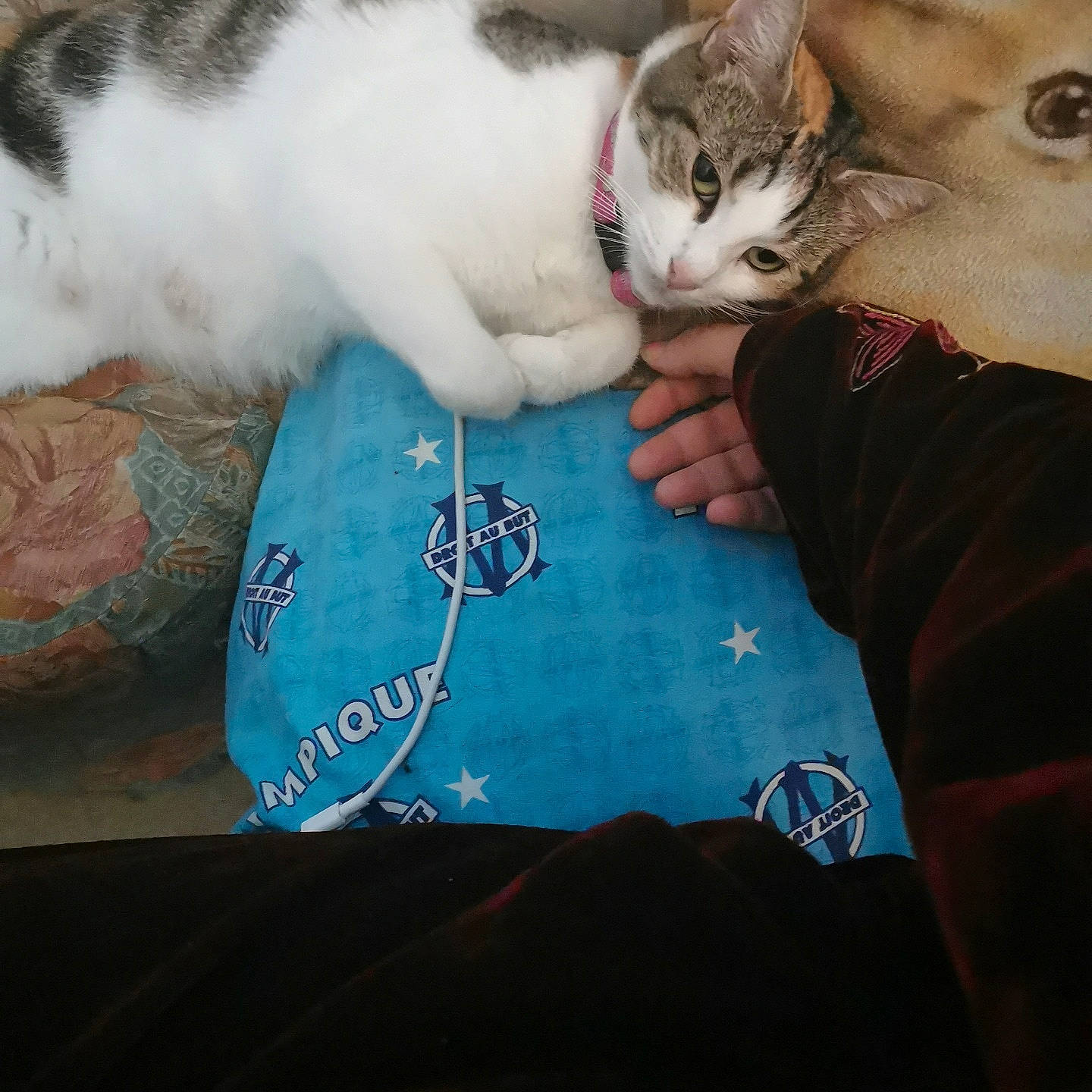 Calyne a rejoint le concours — aidez-le/la à gagner de superbes lots ! aegean_cat, arm, carnivore, cat, cool, domestic_short_haired_cat, ear, european_shorthair, eye, felidae, hand, human, illustration, kitten, play, skin, sky, small_to_medium_sized_cats, turkish_van, whiskers