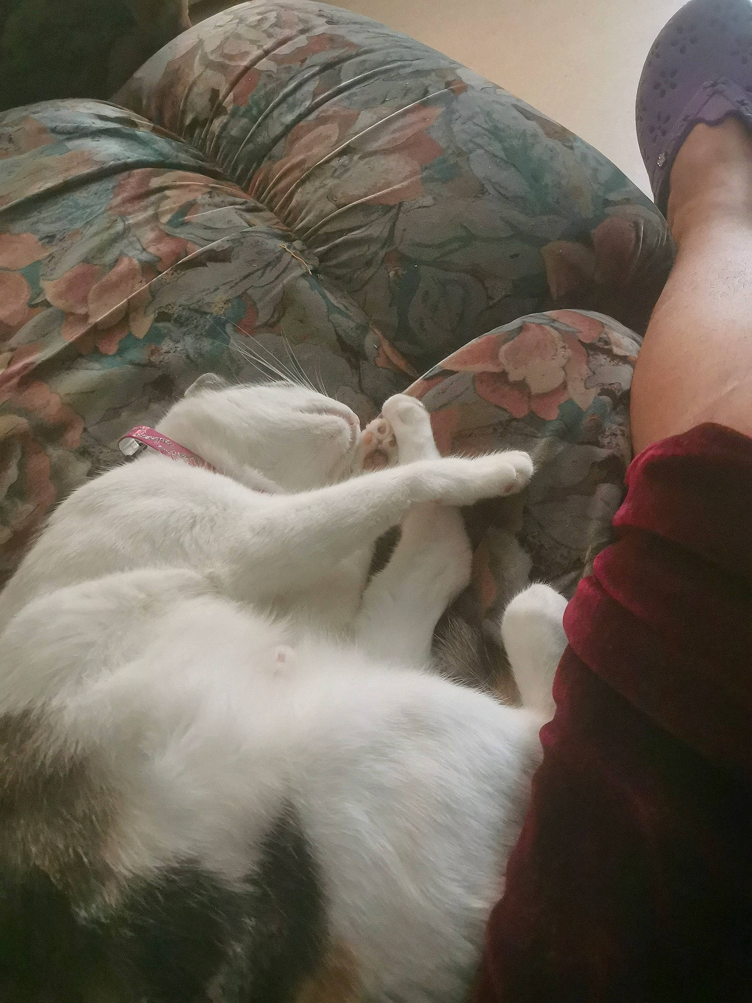 Calyne participe au concours pour gagner de l'argent avec cette photo : hand, non_sporting_group