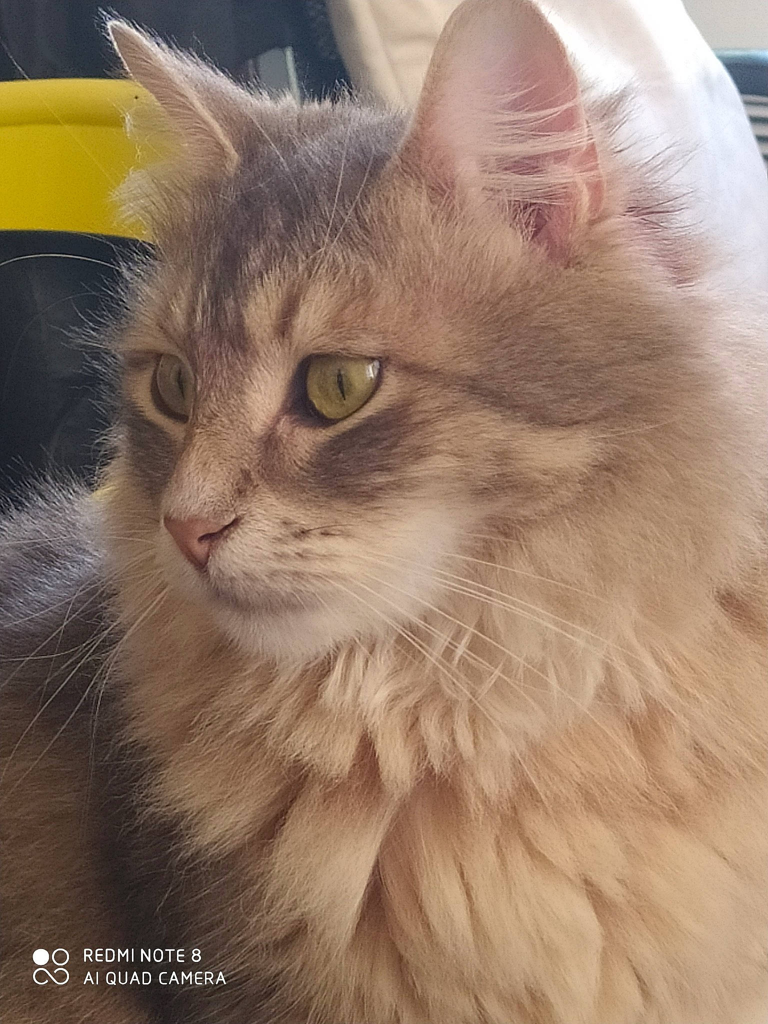 Pacha participe au concours pour gagner de l'argent avec cette photo : british_longhair, british_semi_longhair, carnivore, cat, domestic_long_haired_cat, fawn, felidae, fur, iris, persian, small_to_medium_sized_cats, snout, terrestrial_animal, vertebrate, whiskers