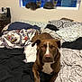 animal, bed, blanket, brown_dog, cat, cozy, curtain, dog, domestic, furniture, gray_cat, house, indoor, pet, pillow, relaxed, resting, sleepy, window, windowsill