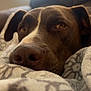 animal, blanket, brown_dog, close_up, comfort, couch, cozy, dog, ears, face, fur, home, indoor, nose, patterned_blanket, pet, relaxed, resting, soft_light, sunlight