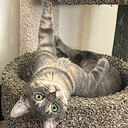 Blaze is registered to the contest to win money with this photo: animal, carpeted, cat, cat_tree, claws, cozy, cute, ears, feline, fur, gray_tabby, green_eyes, indoor, paw, pet, playful, relaxed, stretching, upside_down, whiskers