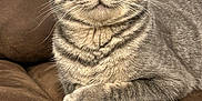 Blaze joined the competition — help win amazing prizes! abyssinian, angora, animal, armchair, blanket, cat, chair, couch, egyptiancat, furniture, gray, kitten, manx, pet
